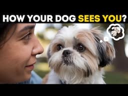 Do Dogs See Humans as Fellow Dogs? The Answer Will Surprise You!