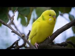 Evening Serenity 1 Hour of Calming Budgie Sounds