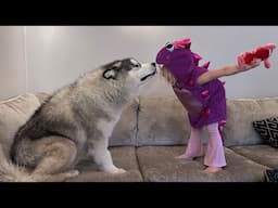 Adorable Husky Protects Kids From A TikTok Lobster! (Cutest Ever!!)