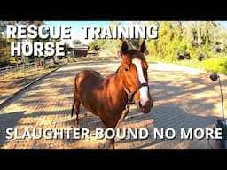 RESCUED HORSE FROM KILL PEN. Rescue horse training.