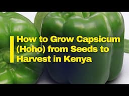 How to Successfully Grow Capsicum in Kenya: Best Varieties, Planting Tips, Pests Control