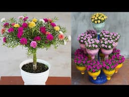 CREATE Your DREAM Potted Flower Garden in 2024!