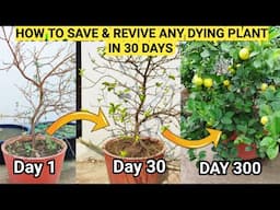 Marta Hua Paudha 20 Din me Hara Bhara karne ka secret | With Updates | how to save a dying plant