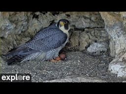 Castle Rock Falcons - Cliff View powered by EXPLORE.org