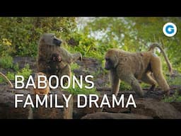 Wildlife in Kenya: Meet the Anubis Baboon Family | Full Documentary