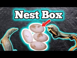 How To Build A Nest Box Or Warm Hide For A Reptile