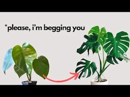 Do this after you buy your first Monstera