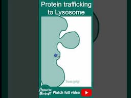 Protein trafficking in the lysosome | Vesicular trafficking | cell bio in 1 minute