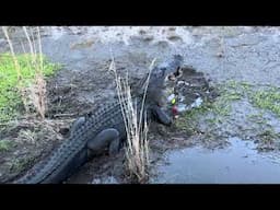 Massive gator, snatches up snapping turtle accidentally hooked by fisherman in Florida