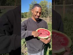 The juiciest homegrown SEEDED watermelons 😋 #gardening #harvest #watermelon