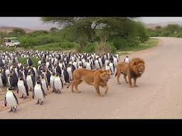 What These Penguins Are Doing in Africa