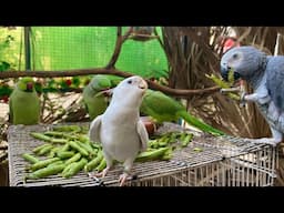 Cockatiel Best Singing and Honking Video