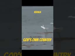 God's Own Country #kerala