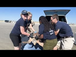 Houston Zoo Partners Help Sea Turtles Get a Second Chance