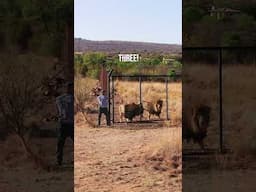 Rescued LION BROTHERS Go Walking #wild #cat #fun