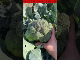 SIMPLE Broccoli Hack That INCREASES Yields