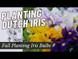 DUTCH IRIS: START TO FINISH // Planting Dutch Iris in the Fall Garden