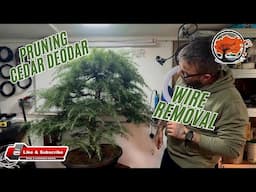 Cedar Deodar Bonsai Pruning And Wire Removal