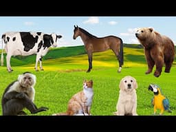 Playful Animals - Horses, Dogs, Monkeys, Cats, Parrots, Bears - The Animal World