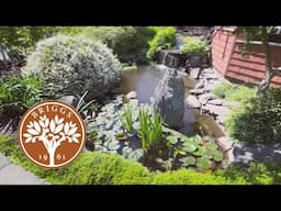 Koi Pond at Briggs Nursery (North Attleboro, Massachusetts)