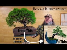 Evergreen Bonsai Improvement - Chinese Juniper - Greenwood Bonsai