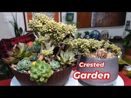 Succulent Arrangement Revamp | CRESTED GARDEN