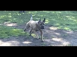 Boerboels | working with the South African Mastiff, Context in description.