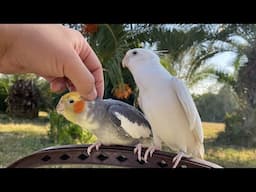 Cockatiel Singing and Loves Scratches - Talking Cockatiel