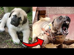 I'm a Big Kid Now Cute Baby Animals | Dogs Grow Up | Animals Grow Up | Animals Transformation