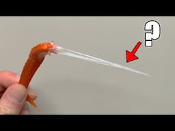 What’s Plastic-Looking Substance Inside a Crab Leg? (Not Bone)