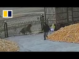 Chinese villager narrowly escapes wild tiger attack