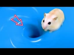 🌊🐹 Hamster Escape: Cute Hamster pets Maze Whirlpool 😱 #hamsterescape #mazediytraps