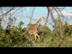 How Fast Can a Giraffe Run? Up to 38 MPH (60KPH) #shorts  #kenyasafari #safari