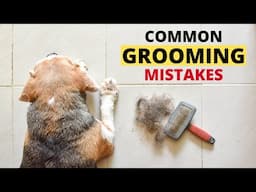 Common Grooming Mistakes Beagle Owners Make (And How to Avoid Them)