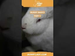 Bunny Basics 1: Healthy Diet #rabbitcaretips  #rabbits #petbunny