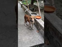 কুকুর ছানাটি আমার সাথে খেলতে চাইলো 🐶 Kolkata Dog Lover 🐕 #shorts #Dog #puppy