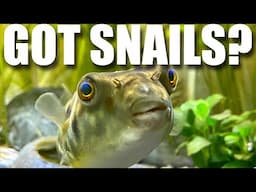 Got Snails?  Testing a DIY snail trap versus a brand name. Which performs best?