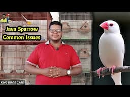 Java sparrow Common Issue | Java sparrow breeding tips | Java Bird | java sparrow | Birds