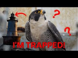 We Found A Falcon TRAPPED In Our Lighthouse!