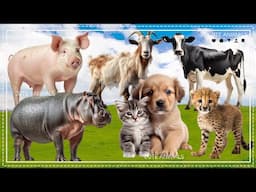 Cute animals around us - Pig, Goat, Cow, Hippo, Cat, Dog, Lion - Animal sounds