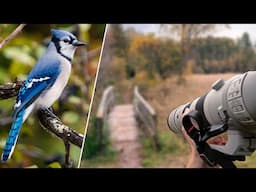 POV Wildlife Photography in the Marsh