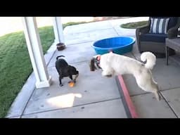 Epic Playdate: Staffy vs. Bernedoodle Toy Battle!