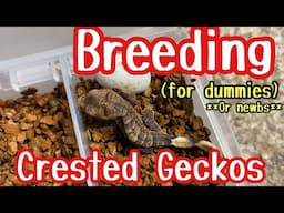 Breeding CRESTED GECKOS for BEGINNERS (or dummies)