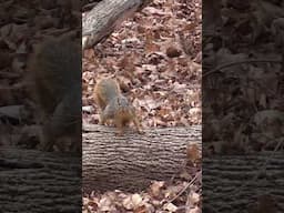 Why does this squirrel look mad?