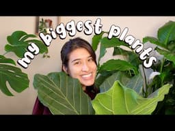 The BIGGEST Houseplants In My Plant Collection