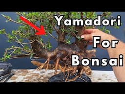 Bonsai Yamadori hunting with The Tree Styler. (Olives)