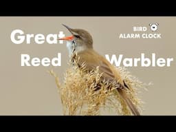 Bird Alarm Clock: Great Reed Warbler