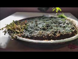 How to Grow Kyoto Moss - 3 Month Progression Update