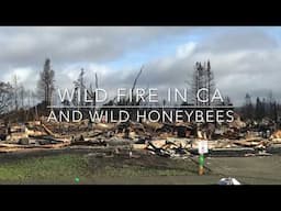 Fire and wild Honeybees