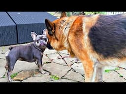 German Shepherd VS. French Bulldog. Friendship and fun game won. Tyson and Vicky. Odessa.